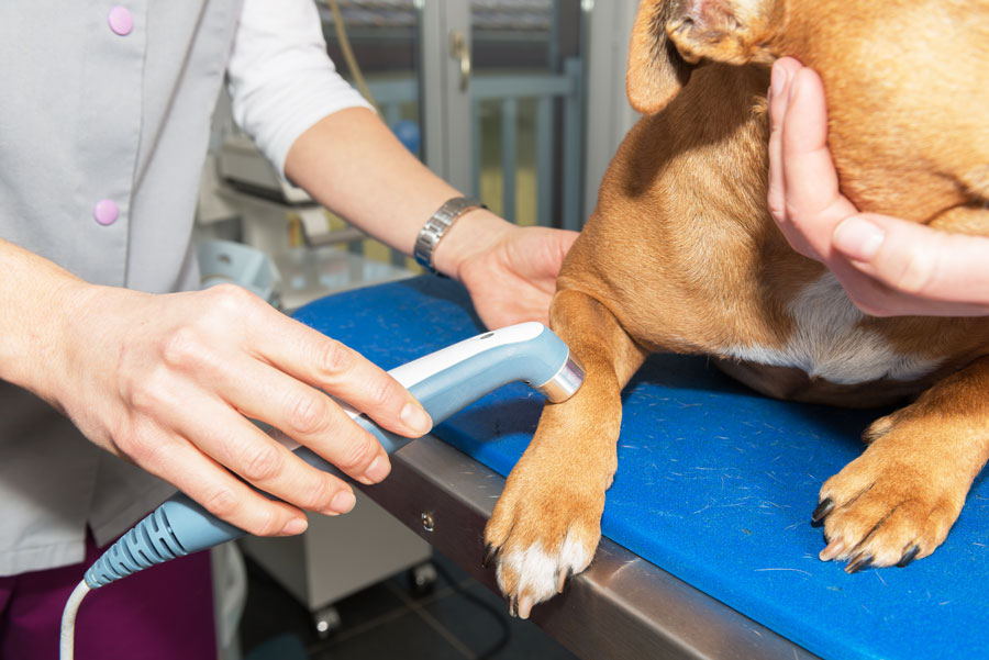 Veterinary Hospital in Hubert, NC AniMed Veterinary Hospital