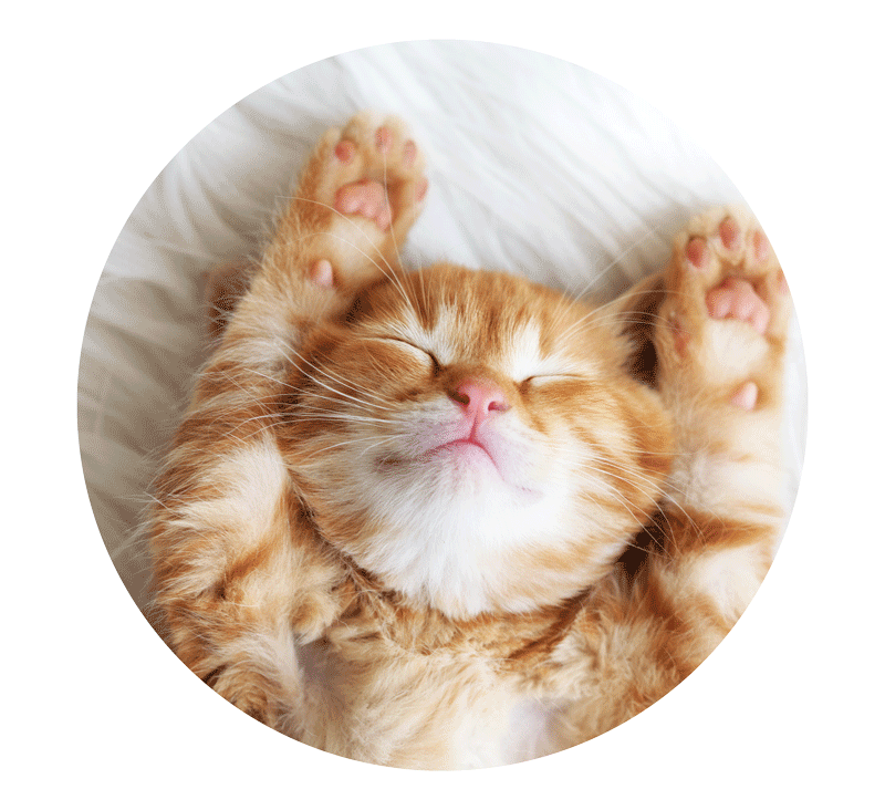 Animal Hospital in Hubert, NC AniMed Veterinary Hospital