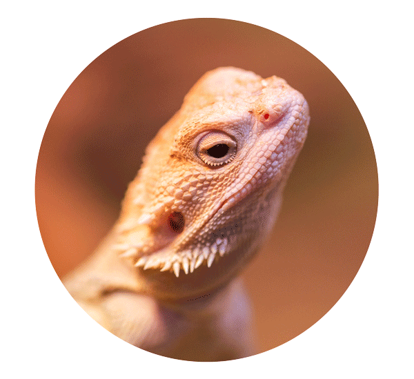 Spay & Neuter Services in Hubert, NC AniMed Veterinary Hospital