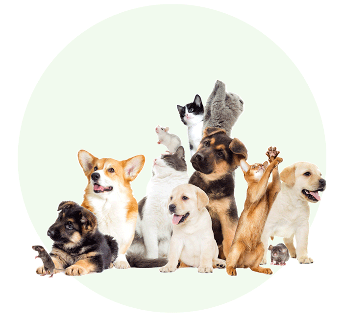 Veterinary Hospital in Hubert, NC AniMed Veterinary Hospital