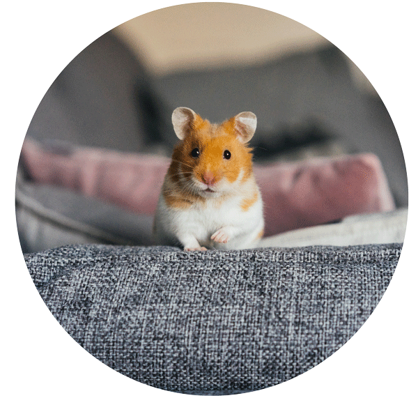 Emergency Vet in Hubert, NC AniMed Veterinary Hospital